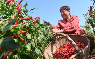 火椒科技 武汉辣椒火了：420亩预售售罄，千亩产业园前景几何？