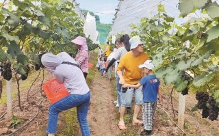 华超生态科技 “江南花果山”华超农庄周末游客“采摘忙”