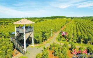 小果科技公司 冬交会聚“椒”产业发展 海口签胡椒大单