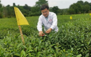 探索科技 一线调研·破“碱”重生新探索 科技赋能 绿色技术助力水稻单产提升